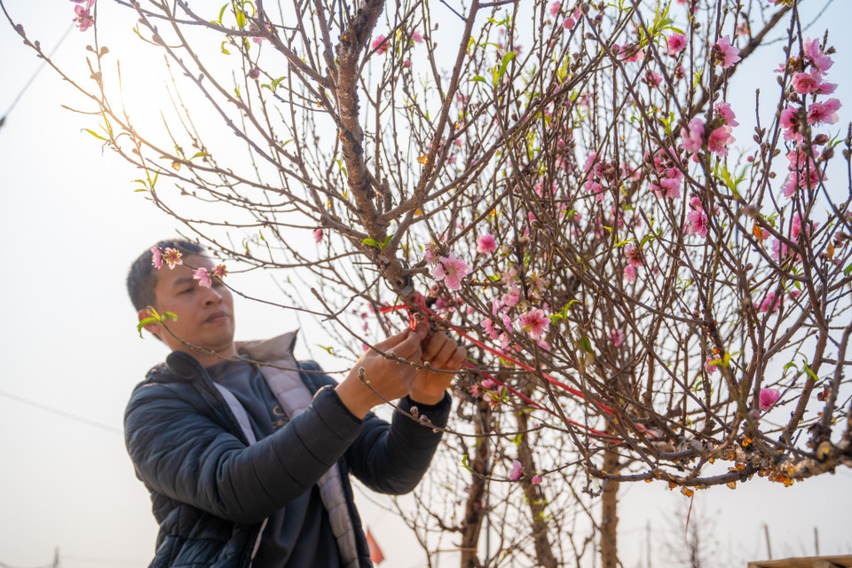 Nhiều nhà vườn cho hay, phải từ 25 Âm lịch mới đông khách đến xem và mua đào. (Ảnh: Minh Sơn/Vietnam+)