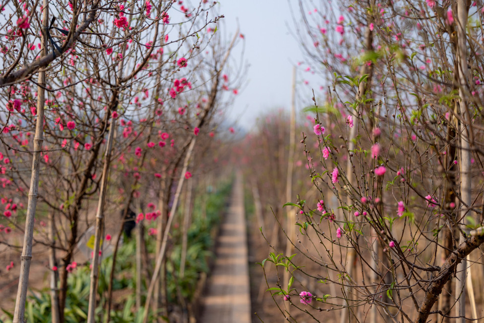 Tuy nhiên theo nhiều hộ nông dân, đào năm nay tuy mất mùa nhưng được giá và hoa nở đúng độ đẹp. (Ảnh: Minh Sơn/Vietnam+)