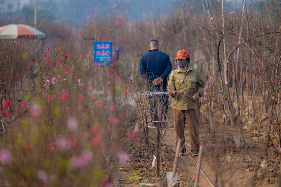 Đợt mưa bão, ngập lụt tháng 9 năm 2024 vừa qua đã khiến sản lượng đào tại đây bị ảnh hưởng nghiêm trọng. (Ảnh: Minh Sơn/Vietnam+)