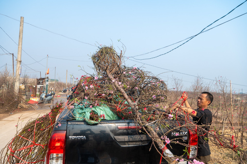 Anh Toàn, một chủ vườn đào cho biết đợt bão lũ khiến gia đình anh mất gần một nửa gốc đào. Tuy nhiên, đến thời điểm hiện tại anh vẫn kịp cung cấp ra thị trường số lượng vừa đủ với giá phải chăng. (Ảnh: Minh Sơn/Vietnam+)