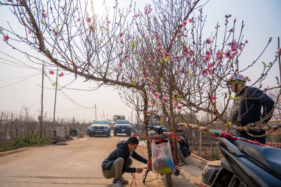 Nhiều người dân từ sớm đã đến các vườn đào Nhật Tân đặt mua những cành đào huyền đẹp về chơi Tết. (Ảnh: Minh Sơn/Vietnam+)