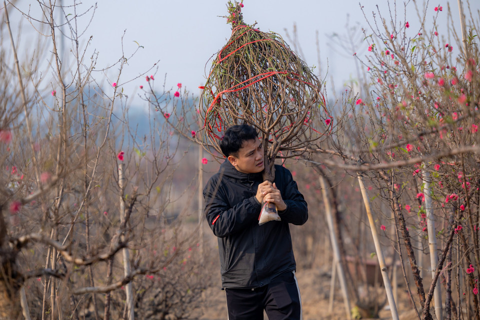 Anh Giang đến từ Thanh Hóa chia sẻ: "Từ năm 2019 đến nay, cứ dịp cận Tết là mình ra Hà Nội mua đào về chơi. Giá đào năm nay tăng nhẹ nhưng hoa lại nở đúng độ đẹp nhất." (Ảnh: Minh Sơn/Vietnam+)