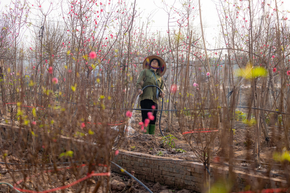 Ghi nhận tại làng đào Nhật Tân trong ngày 21/1, các nhà vườn đang tưới tiêu, đánh chuyển từng gốc đào đáp ứng nhu cầu ngày càng cao dịp cận Tết của người tiêu dùng. (Ảnh: Minh Sơn/Vietnam+)