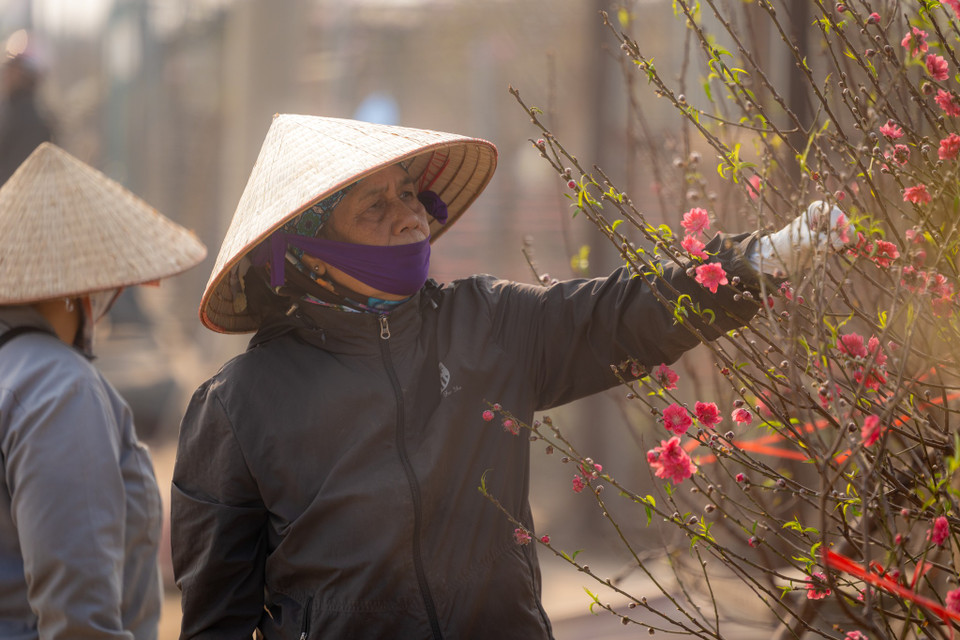 Để đáp ứng nhu cầu chăm sóc, thu hoạch, vận chuyển đào, các chủ vườn phải thuê thêm nhân công. (Ảnh: Minh Sơn/Vietnam+)