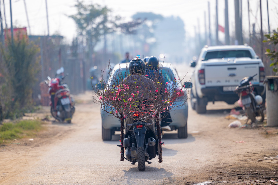 Chỉ vài ngày nữa thôi, khung cảnh làng đào Nhật Tân sẽ trở nên nhộn nhịp hơn. Những chuyến xe chở đào đi khắp mọi ngả của Hà Nội tô điểm cho một mùa Xuân rộn ràng, hạnh phúc. (Ảnh: Minh Sơn/Vietnam+)