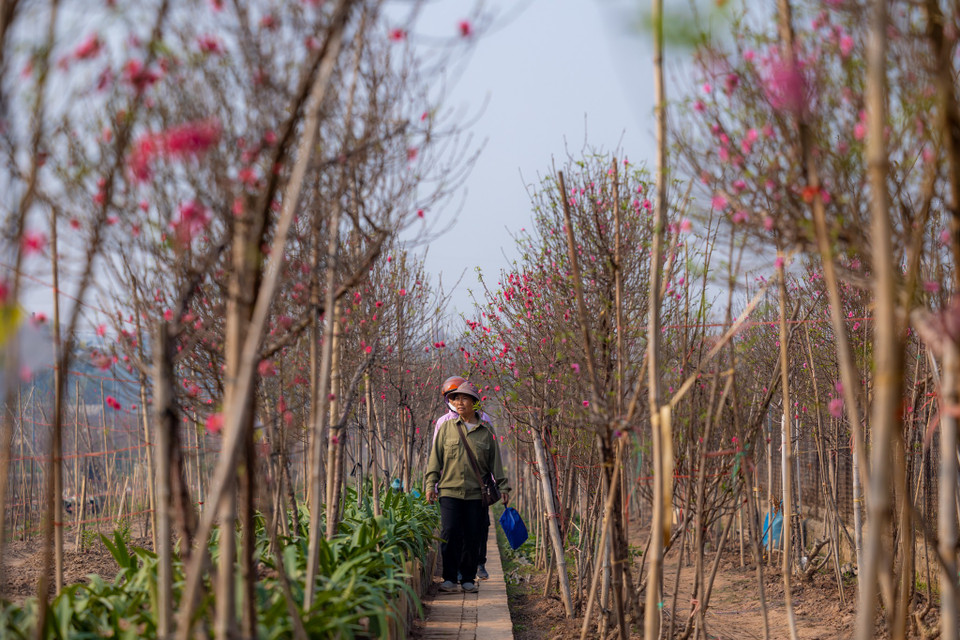 Một chủ vườn đào cho hay dù sản lượng đào giảm so với mọi năm nhưng người dân vẫn có thể yên tâm vì giá đào năm nay được dự kiến sẽ không tăng nhiều. (Ảnh: Minh Sơn/Vietnam+)