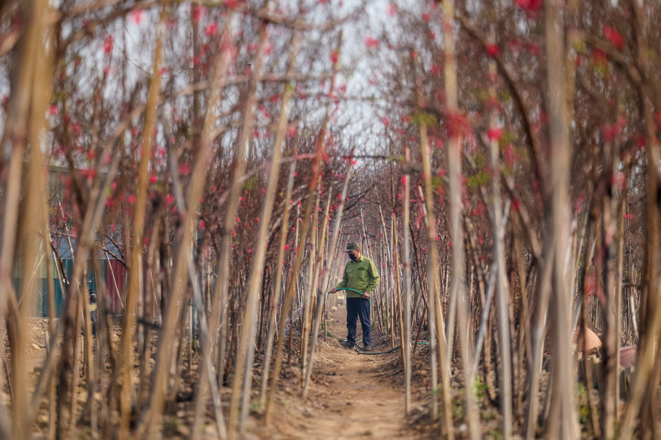 Thời tiết mưa rét gần đây thuận lợi cho việc chăm sóc, đưa hoa đào nở đúng dịp để phục vụ thị trường. Theo nhiều chủ vườn tiết lộ, chỉ cần có thêm gió Đông Nam, đào năm nay sẽ rất đẹp. (Ảnh: Minh Sơn/Vietnam+)