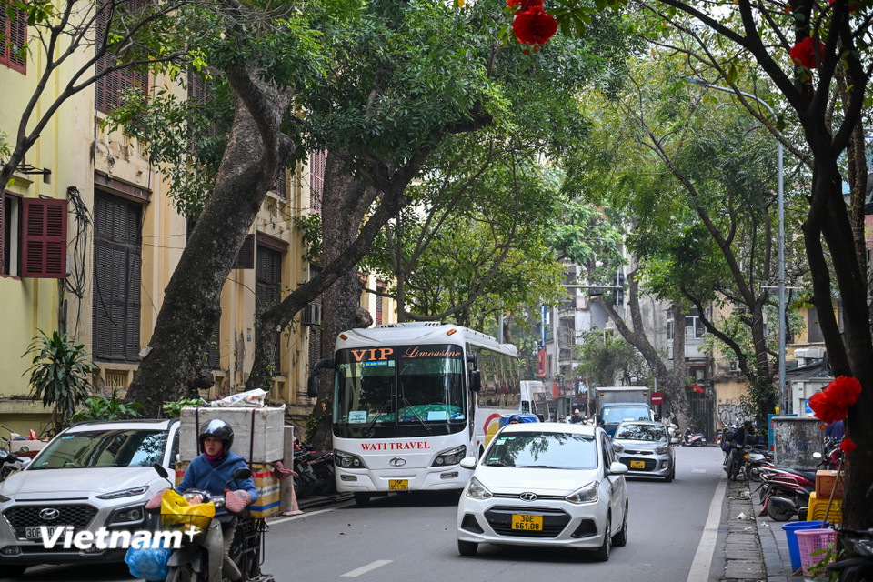 Ghi nhận trên các tuyến phố xung quanh khu vực Hồ Gươm thời điểm 9 giờ sáng ngày 28/2, không khó để bắt gặp các loại xe trên 16 chỗ có kích thước lớn đón trả khách hoặc đỗ bên đường gây khó khăn cho các phương tiện di chuyển. (Ảnh: Minh Sơn/Vietnam+)