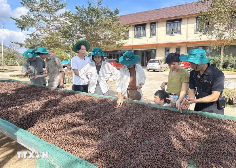 Các nhà vườn, hợp tác xã, doanh nghiệp đã sẵn sàng phục vụ du khách đến tham quan, trải nghiệm du lịch nông nghiệp và văn hóa càphê trong dịp Lễ hội. (Ảnh: TTXVN phát)