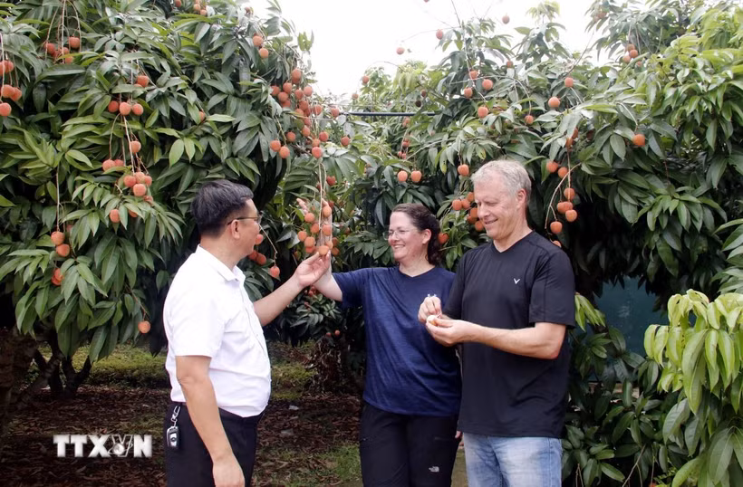 Du khách tham quan và thưởng thức vải tại vườn. (Ảnh: Đồng Thúy/TTXVN)