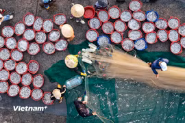 Cảng cá Mỹ Tân: Nhịp sống hối hả của ngư dân nơi cửa biển Khánh Hòa