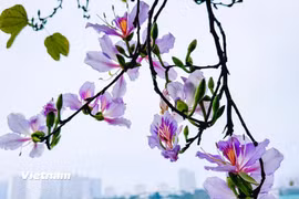 Khung cảnh lãng mạn khi hoa ban bung nở khoe sắc ven Hồ Tây