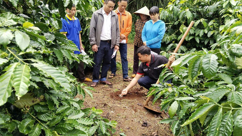 Nông dân tham gia Chương trình NESCAFÉ Plan được tập huấn phương pháp canh tác bền vững. (Ảnh: CTV/Vietnam+)