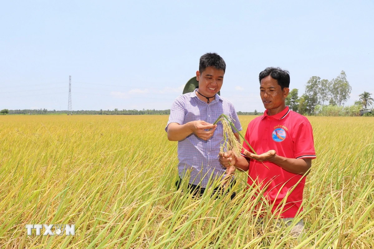Nông dân Vĩnh Long linh hoạt thích ứng với biến động ngành lúa gạo