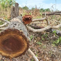 Nhiều thân cây gỗ vẫn còn nằm ngổn ngang tại hiện trường vụ phá rừng ở lô 7, khoảnh 2, tiểu khu 930, xã Ia Púch. (Ảnh: Hoài Nam/TTXVN)