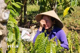 Bà Giang Phương Thanh xót xa trước cảnh vườn cây đang xanh tốt nay bị kẻ gian phá hoại. (Ảnh: Quang Thái/TTXVN)