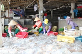 Cơ sở thu mua, chế biến sứa biển tạo công ăn việc làm cho nhiều lao động địa phương với mức thu nhập ổn định. (Ảnh: Khiếu Tư/TTXVN)