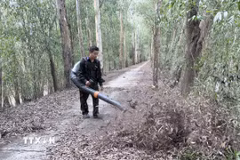 Lực lượng bảo vệ rừng tràm Trà Sư (xã An Cư, tỉnh An Giang) dọn thực bì, chủ động phòng ngừa cháy rừng trong cao điểm mùa khô. (Ảnh: Thanh Sang/TTXVN)