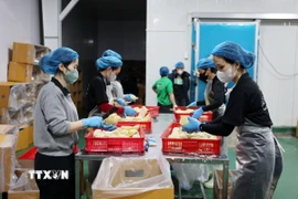 Sầu riêng được phân loại kỹ càng trước khi được đóng thùng để xuất khẩu đi Trung Quốc. (Ảnh: Nguyễn Dũng/TTXVN)