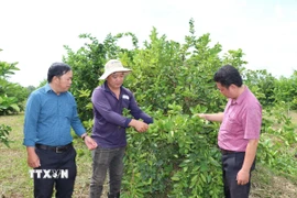 Vườn chanh không hạt 1,3ha của gia đình ông Lâm Văn Quốc (giữa) tại xã Tân An, Vĩnh Long. (Ảnh: Thanh Hòa/TTXVN)