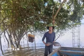 Niềm vui thu hoạch cá rôphi nuôi lồng trên hồ. (Ảnh: TTXVN phát)