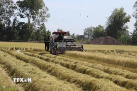 Máy gặt đập liên hợp hoạt động trên cánh đồng Hợp tác xã nông nghiệp Mỹ Thành Nam, Đồng Tháp. (Ảnh: Minh Trí/TTXVN)