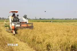 Nông dân huyện Vũ Thư, Thái Bình, thu hoạch lúa mùa. (Ảnh: Thế Duyệt/TTXVN)
