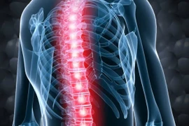 Hình ảnh 3D tủy sống của con người (Nguồn: Báo Jerusalem Post)