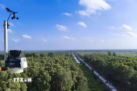 Tỉnh Cà Mau đã chủ động tăng cường ứng dụng công nghệ hiện đại để phát hiện sớm, phản ứng nhanh với các tình huống cháy rừng. (Ảnh: Huỳnh Anh/TTXVN)