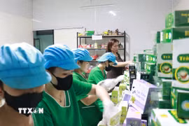 Công ty TNHH Cao Dược liệu Định Sơn Mai Thị Thủy (tỉnh Quảng Trị) đã mạnh dạn khởi nghiệp, phát triển thương hiệu các sản phẩm dược liệu ở địa phương ra thị trường lớn. (Ảnh: Tường Vi/TTXVN)
