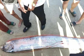 Cá mái chèo dài gần 4m, thân bạc, vây đỏ đặc trưng, xuất hiện ở vùng nước cạn là hiện tượng rất hiếm gặp. (Ảnh cắt từ clip)