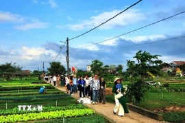 Khách quốc tế tham quan các điểm du lịch nông nghiệp thành phố Đà Nẵng. (Ảnh: Đoàn Hữu Trung/TTXVN)