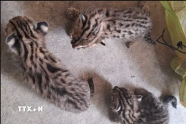 Ba cá thể mèo rừng được người dân giao nộp cho đại diện Hạt Kiểm lâm Khu vực II, Chi cục Kiểm lâm Tây Ninh. (Ảnh: TTXVN phát)