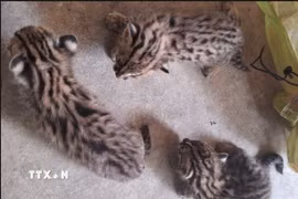 Ba cá thể mèo rừng được người dân giao nộp cho đại diện Hạt Kiểm lâm Khu vực II, Chi cục Kiểm lâm Tây Ninh. (Ảnh: TTXVN phát)