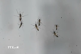 Chikungunya là một bệnh virus do muỗi truyền gây sốt và đau khớp nặng. (Ảnh: AFP/TTXVN