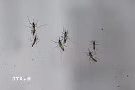 Chikungunya là một bệnh virus do muỗi truyền gây sốt và đau khớp nặng. (Ảnh: AFP/TTXVN