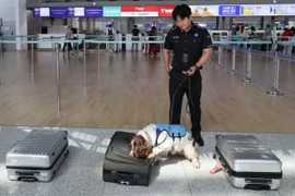 Một chú chó nghiệp vụ tham gia chiến dịch chống buôn lậu ma túy tại sân bay quốc tế Incheon, ngày 18/6. (Nguồn: Yonhap)