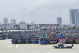 Tàu thuyền neo đậu tại âu thuyền Thọ Quang (phường Sơn Trà, thành phố Đà Nẵng) để tránh trú bão. (Ảnh: Khoa Chương/TTXVN)