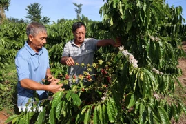 Ông Lê Ngọc Cần (phải), Giám đốc Hợp tác xã Ca cao Châu Đức, kiểm tra chất lượng vườn càphê liên kết sản xuất và tiêu thụ với hợp tác xã. (Ảnh: Hoàng Nhị/TTXVN)