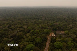 Quang cảnh rừng Amazon tại Porto Velho, bang Rondonia, Brazil. (Ảnh: THX/TTXVN)