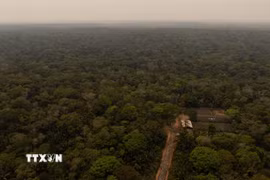 Quang cảnh rừng Amazon tại Porto Velho, bang Rondonia, Brazil. (Ảnh: THX/TTXVN)