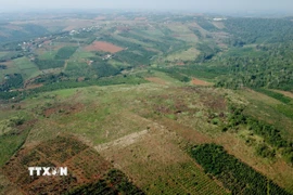 Nhiều diện tích rừng tại lâm phần, được giao cho các Công ty, doanh nghiệp lâm nghiệp tại Đắk Nông quản lý, đã bị xâm hại, lấn chiếm. (Ảnh: Hưng Thịnh/TTXVN)