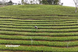 Vùng chè đặc sản xã Đồng Hỷ, tỉnh Thái Nguyên. (Ảnh: PV/Vietnam+)
