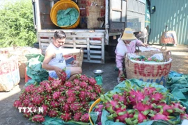 Thương lái ở xã Tân Thuận Bình, tỉnh Đồng Tháp phân loại thanh long đi tiêu thụ. (Ảnh: Công Trí/TTXVN)