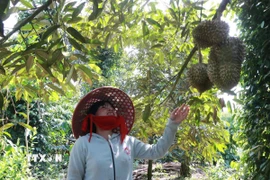 Gia đình chị Mấu Thị Quỳnh ở xã Khánh Sơn, tỉnh Khánh Hòa đã thoát nghèo nhờ cây sầu riêng. (Ảnh: Đặng Tuấn/TTXVN)