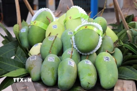 Xoài tượng da xanh xuất sang thị trường Hoa Kỳ. (Ảnh: Thanh Sang/TTXVN)