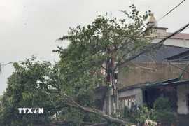 Cây đổ do gió bão bên đường Quốc lộ 1, đoạn qua phường Thành Sen, Hà Tĩnh. (Ảnh: Hoàng Ngà/TTXVN)