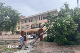 Cây xanh bị bật gốc do bão tại đường Trần Phú, phường Thành Sen, Hà Tĩnh. (Ảnh: Hoàng Ngà/TTXVN)