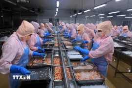 Chế biến tôm xuất khẩu. (Ảnh: TTXVN)