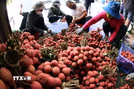 Phân loại, đóng gói vải thiều xuất khẩu ở vùng sản xuất vải thiều Lục Ngạn, tỉnh Bắc Ninh. (Ảnh: Vũ Sinh/TTXVN)